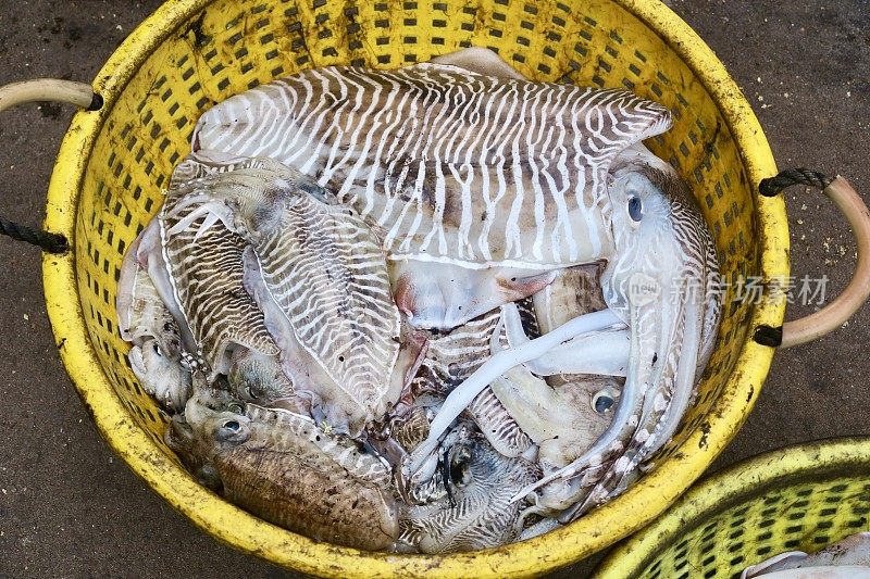 在印度喀拉拉邦的渔民海鲜市场，新鲜捕获的墨鱼，墨鱼/墨鱼，肉和骨头出售，与鱿鱼、章鱼和鹦鹉螺有关